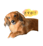 みずたにさんちのペットのスタンプ（個別スタンプ：2）