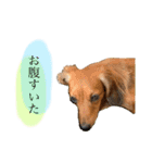 みずたにさんちのペットのスタンプ（個別スタンプ：6）