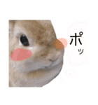 みずたにさんちのペットのスタンプ（個別スタンプ：8）
