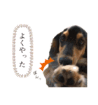 みずたにさんちのペットのスタンプ（個別スタンプ：10）