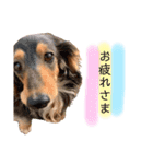 みずたにさんちのペットのスタンプ（個別スタンプ：12）
