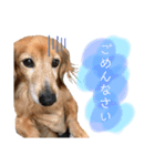 みずたにさんちのペットのスタンプ（個別スタンプ：14）