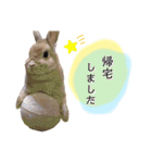 みずたにさんちのペットのスタンプ（個別スタンプ：15）
