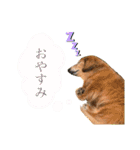 みずたにさんちのペットのスタンプ（個別スタンプ：19）