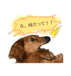 みずたにさんちのペットのスタンプ（個別スタンプ：20）