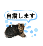 キジトラにゃんこのスタンプ（個別スタンプ：1）