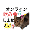 キジトラにゃんこのスタンプ（個別スタンプ：2）