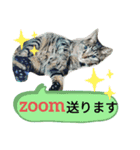 キジトラにゃんこのスタンプ（個別スタンプ：4）