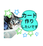 キジトラにゃんこのスタンプ（個別スタンプ：6）