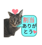 キジトラにゃんこのスタンプ（個別スタンプ：7）