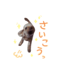 うちのリリィ♡（個別スタンプ：4）