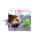 ろんちゃんず.2（個別スタンプ：4）