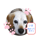 ろんちゃんず.2（個別スタンプ：5）