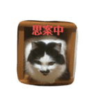 ふうたん＆ちゃたろう（個別スタンプ：1）