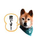 今日の氷土くん その②（個別スタンプ：1）