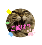 あまちゃん猫リン（個別スタンプ：2）