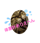 あまちゃん猫リン（個別スタンプ：4）