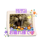 あまちゃん猫リン（個別スタンプ：11）