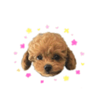 ポムたんです！2（個別スタンプ：2）