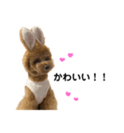 ポムたんです！2（個別スタンプ：13）