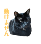 HANAnyanko（個別スタンプ：7）