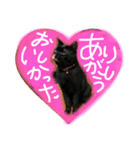 HANAnyanko（個別スタンプ：8）
