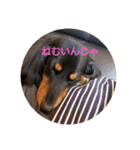 だっくすさん（個別スタンプ：1）
