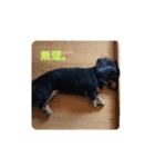 だっくすさん（個別スタンプ：6）