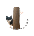 チワワkiri（個別スタンプ：16）