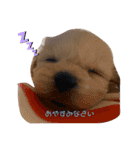 ココちゃんから毎日癒しのメッセージ（個別スタンプ：3）