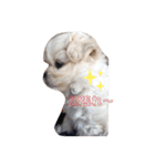 ココちゃんから毎日癒しのメッセージ（個別スタンプ：5）