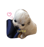 ココちゃんから毎日癒しのメッセージ（個別スタンプ：8）