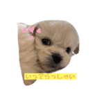 ココちゃんから毎日癒しのメッセージ（個別スタンプ：9）