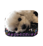 ココちゃんから毎日癒しのメッセージ（個別スタンプ：10）