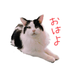 ビーちゃん。（個別スタンプ：1）
