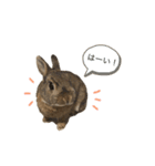 うさぎのむぎちゃスタンプ（個別スタンプ：5）