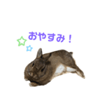 うさぎのむぎちゃスタンプ（個別スタンプ：6）