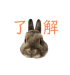うさぎのむぎちゃスタンプ（個別スタンプ：10）