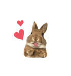うさぎのむぎちゃスタンプ（個別スタンプ：13）