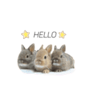 うさぎのむぎちゃスタンプ（個別スタンプ：21）