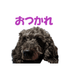 トイプードル×バセットハウンド（個別スタンプ：4）