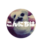 羊毛☆ぶさいく☆ちゃん（個別スタンプ：1）