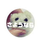 羊毛☆ぶさいく☆ちゃん（個別スタンプ：2）