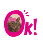 うちの猫 くるみとみさき（個別スタンプ：2）