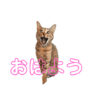 うちの猫 くるみとみさき（個別スタンプ：3）