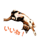 うちの猫 くるみとみさき（個別スタンプ：4）