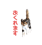 うちの猫 くるみとみさき（個別スタンプ：5）