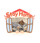 うちの猫 くるみとみさき（個別スタンプ：6）