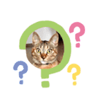 うちの猫 くるみとみさき（個別スタンプ：9）