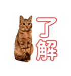 うちの猫 くるみとみさき（個別スタンプ：10）